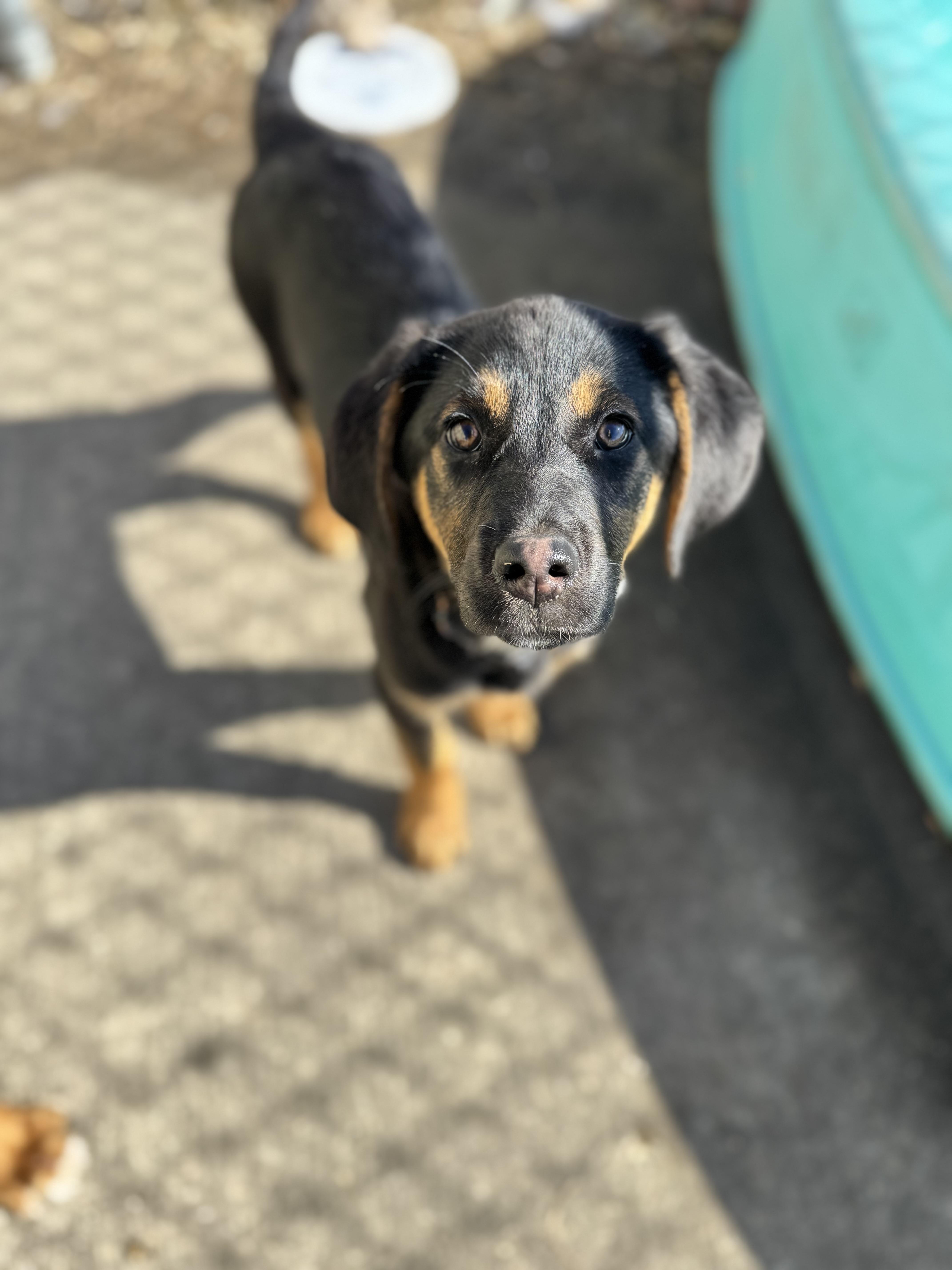 Caramel, a ADOPTABLE Black and Tan Coonhound in Dodgeville, WI image 1/3