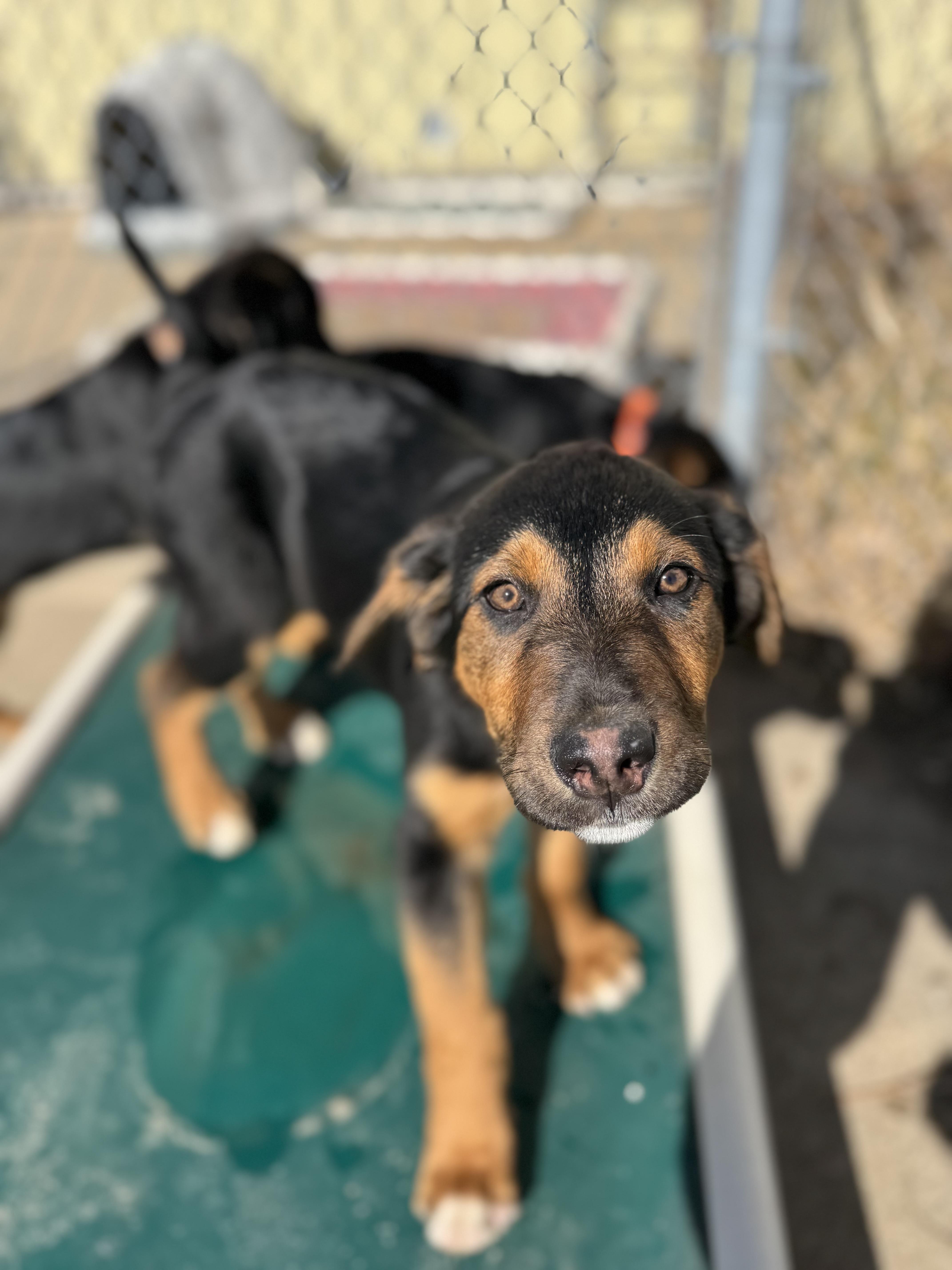 Caramel, a ADOPTABLE Black and Tan Coonhound in Dodgeville, WI image 3/3
