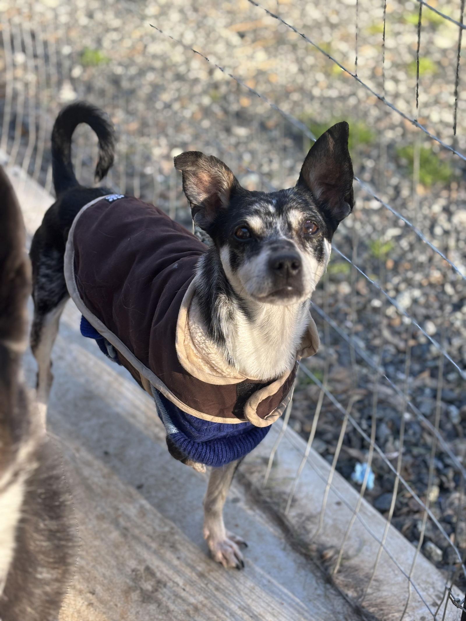Pi, a Adoptable Chihuahua in Milpitas, CA image 1/3