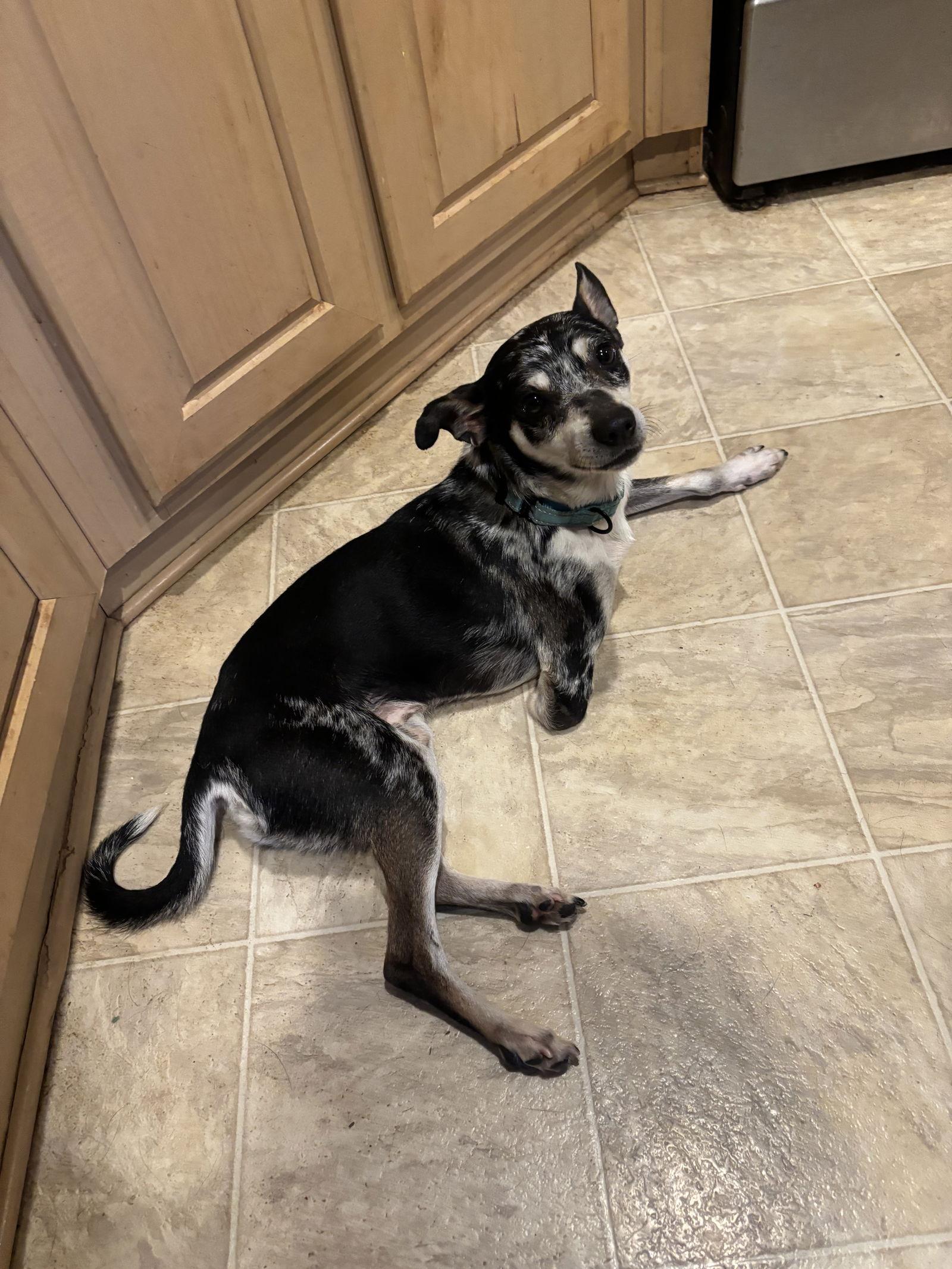 Pi, a Adoptable Chihuahua in Milpitas, CA image 2/3