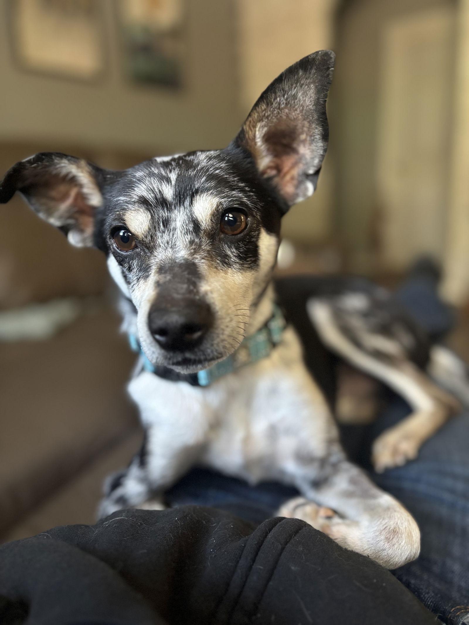 Pi, a Adoptable Chihuahua in Milpitas, CA image 3/3