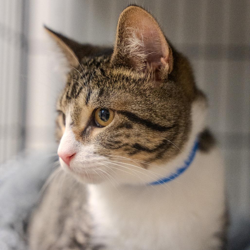 Quinn, Adoptable, Kitten Male Domestic Short Hair.