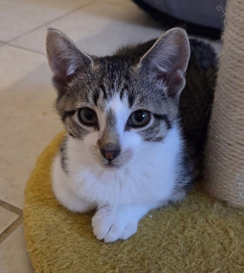Enlarge Hubble, a ADOPTABLE Domestic Short Hair in Breinigsville, PA image 1/1