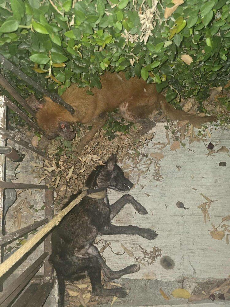 Betsy Tx thumbnail 3