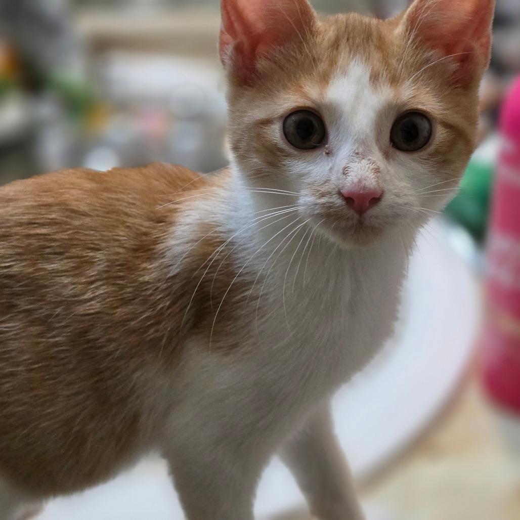 CJ 2, Adoptable, Kitten Male Domestic Short Hair.