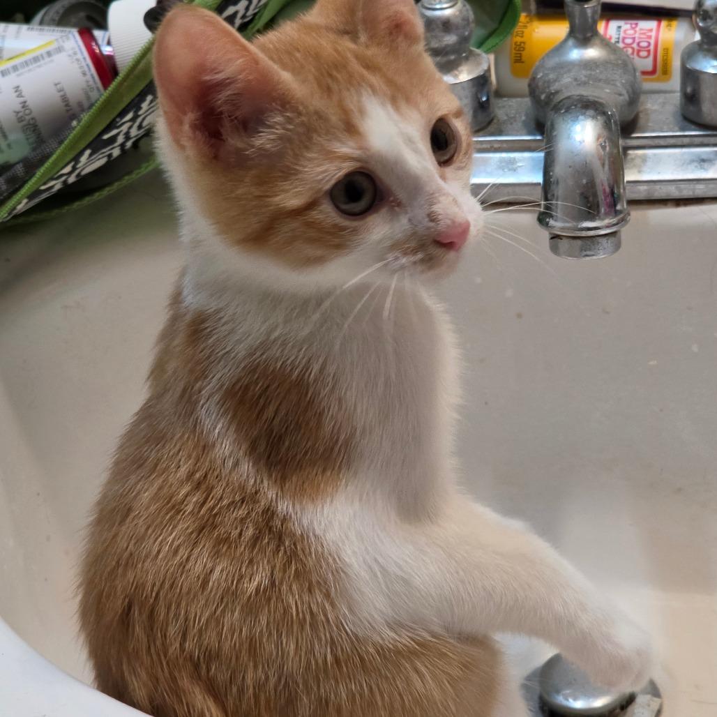 CJ 2, a Adoptable Domestic Short Hair in Bulverde, TX image 3/6