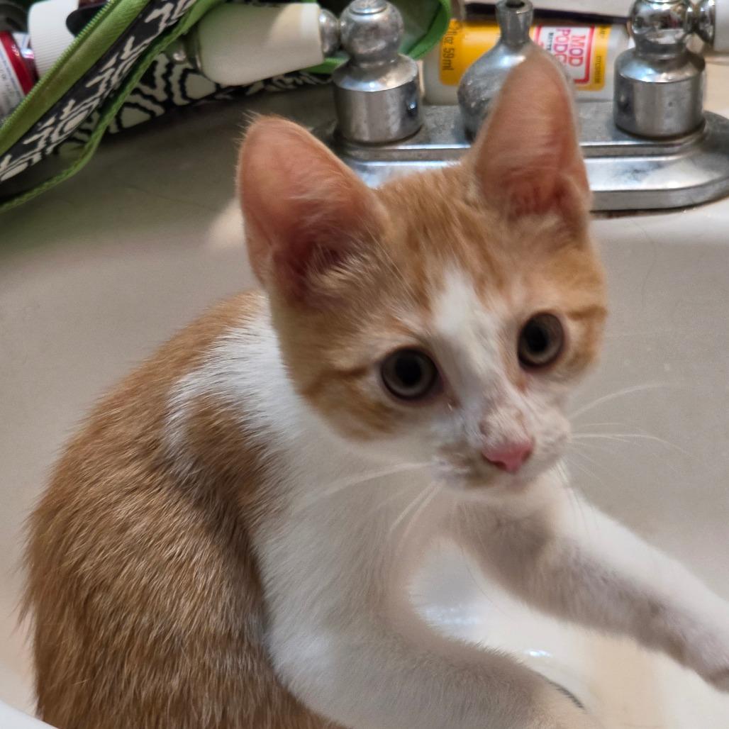 CJ 2, a Adoptable Domestic Short Hair in Bulverde, TX image 4/6