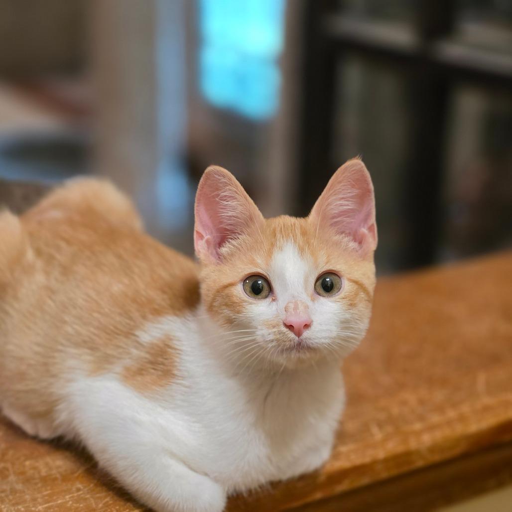 CJ 2, a Adoptable Domestic Short Hair in Bulverde, TX image 5/6