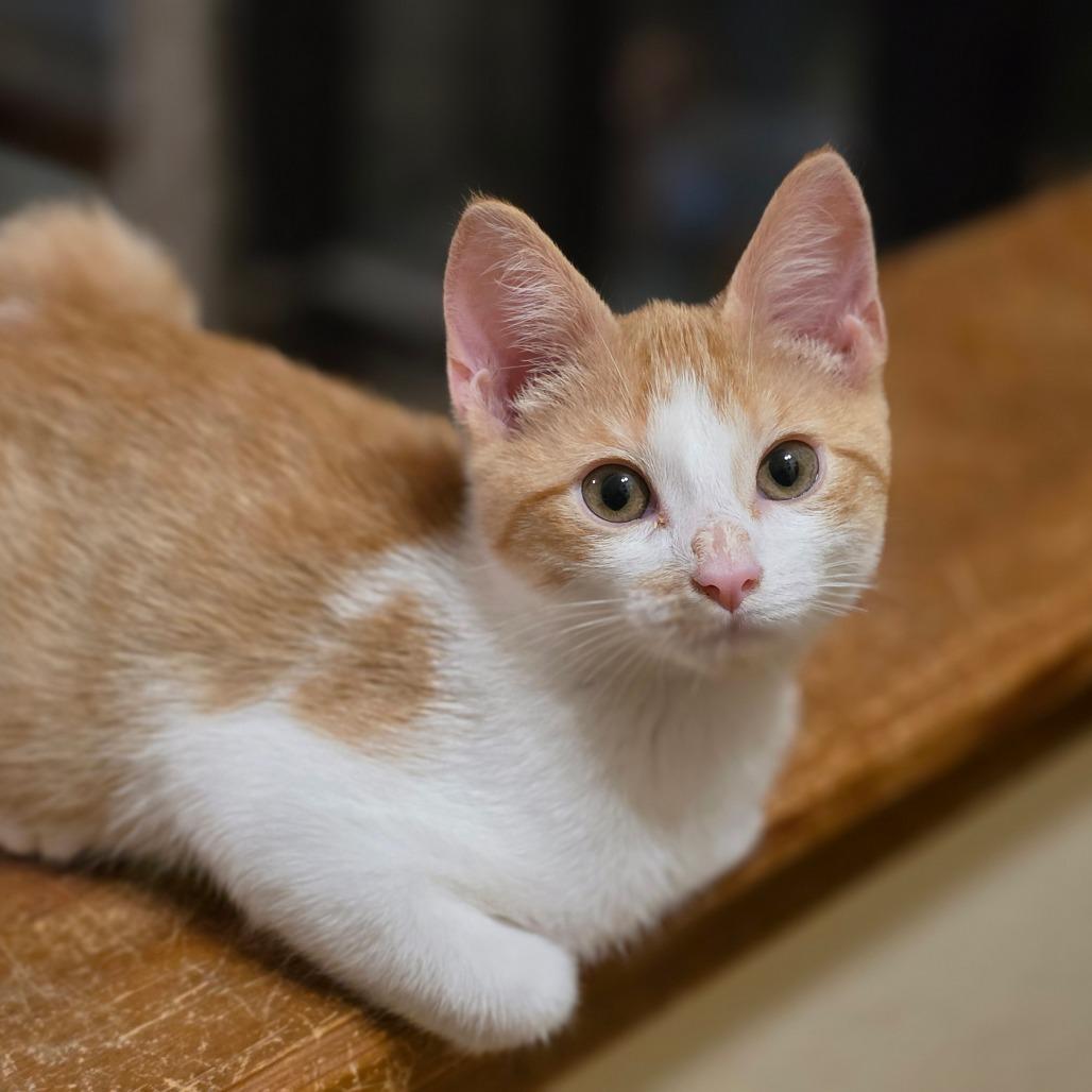 CJ 2, a Adoptable Domestic Short Hair in Bulverde, TX image 6/6