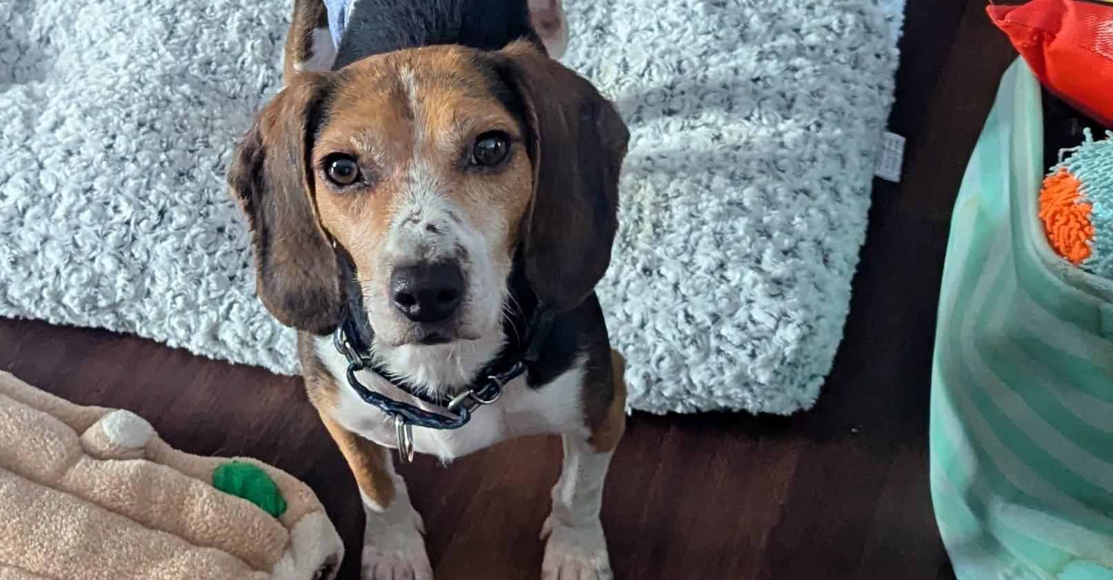 Enlarge Barney, an adoptable mixed breed in Oswego, IL image 1/4