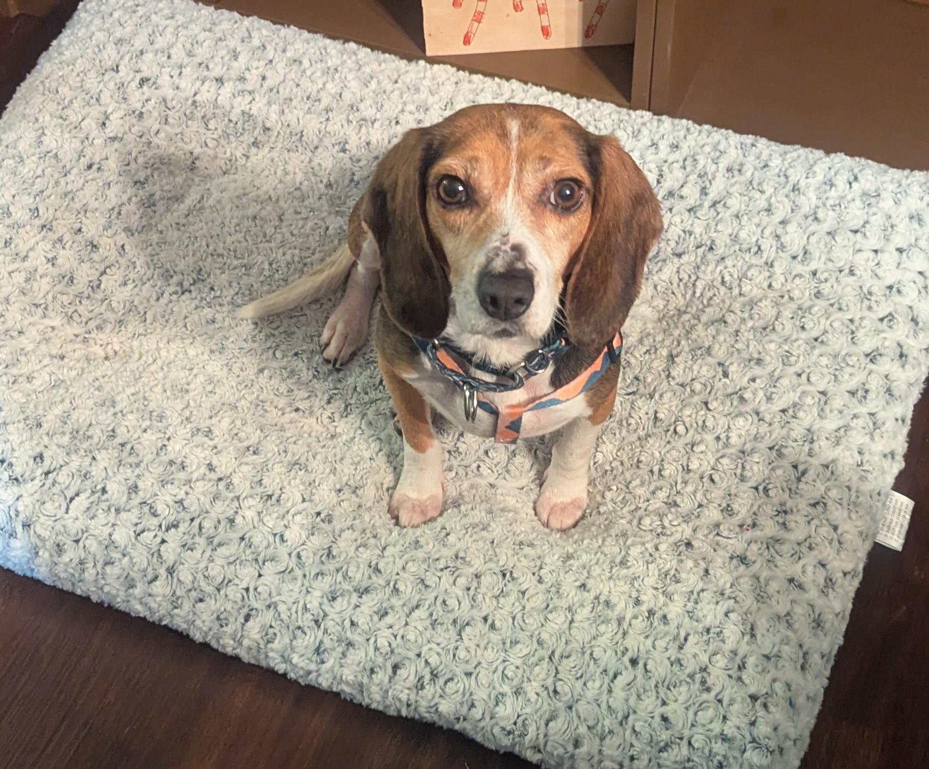 Enlarge Barney, an adoptable mixed breed in Oswego, IL image 3/4