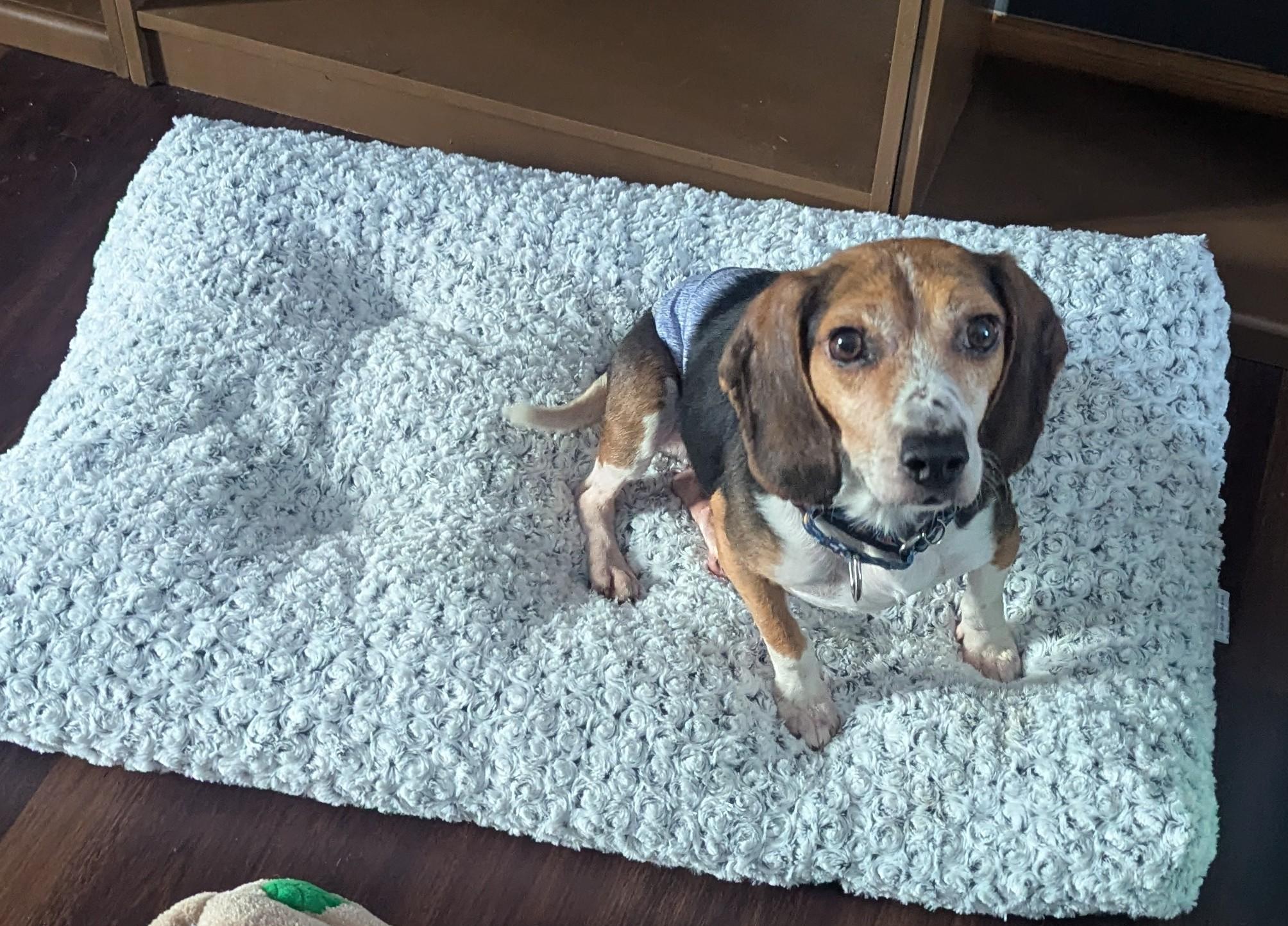 Enlarge Barney, an adoptable mixed breed in Oswego, IL image 4/4