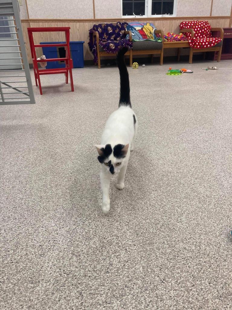 Juliette, Adopted, Adult Female Domestic Short Hair.