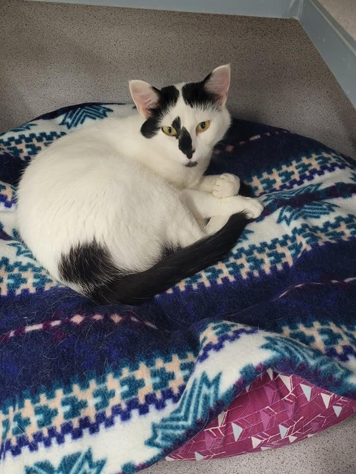 Enlarge Juliette, a Adopted mixed breed in Medford, WI image 2/2