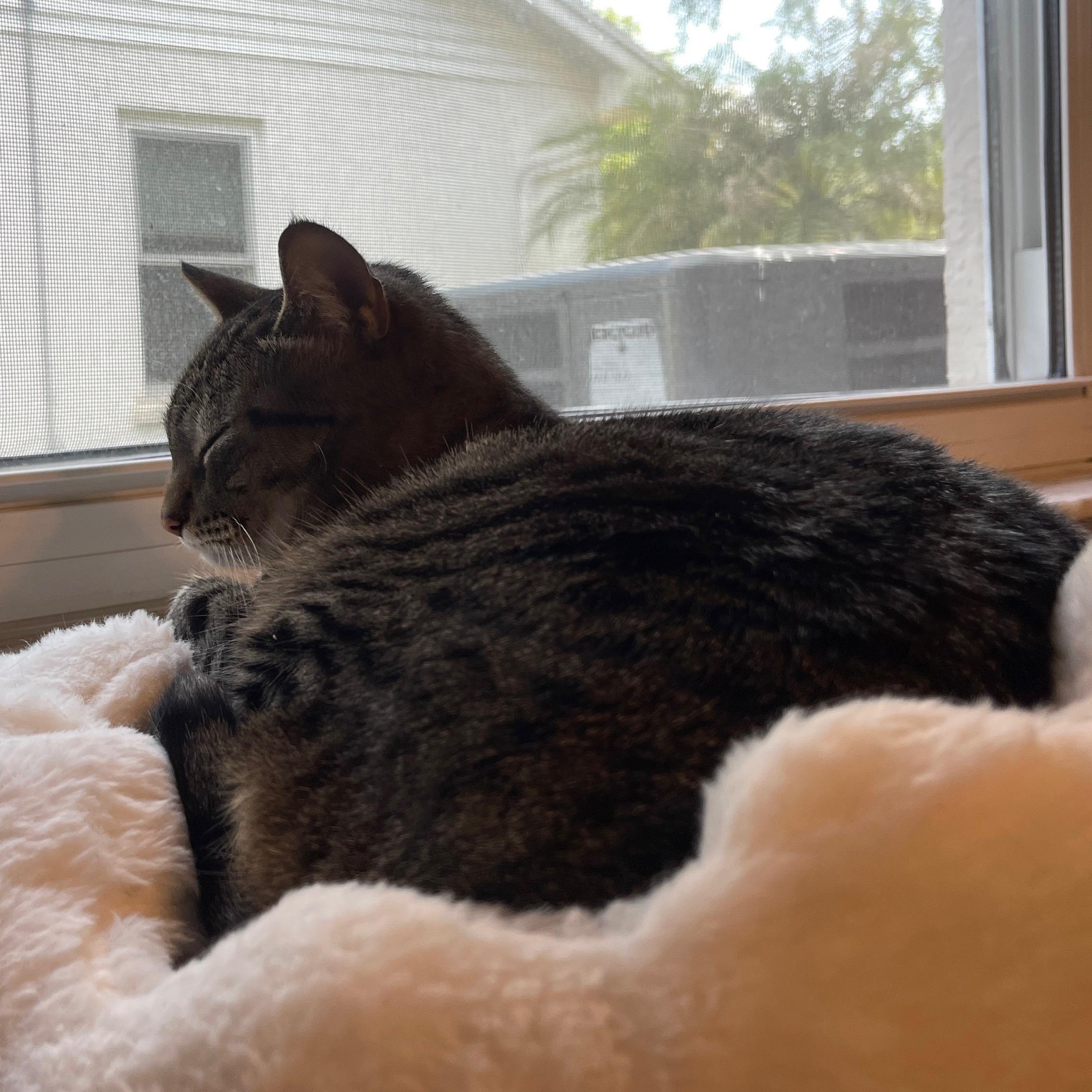 Enlarge Suki, an adopted Domestic Short Hair in Tampa, FL image 2/3