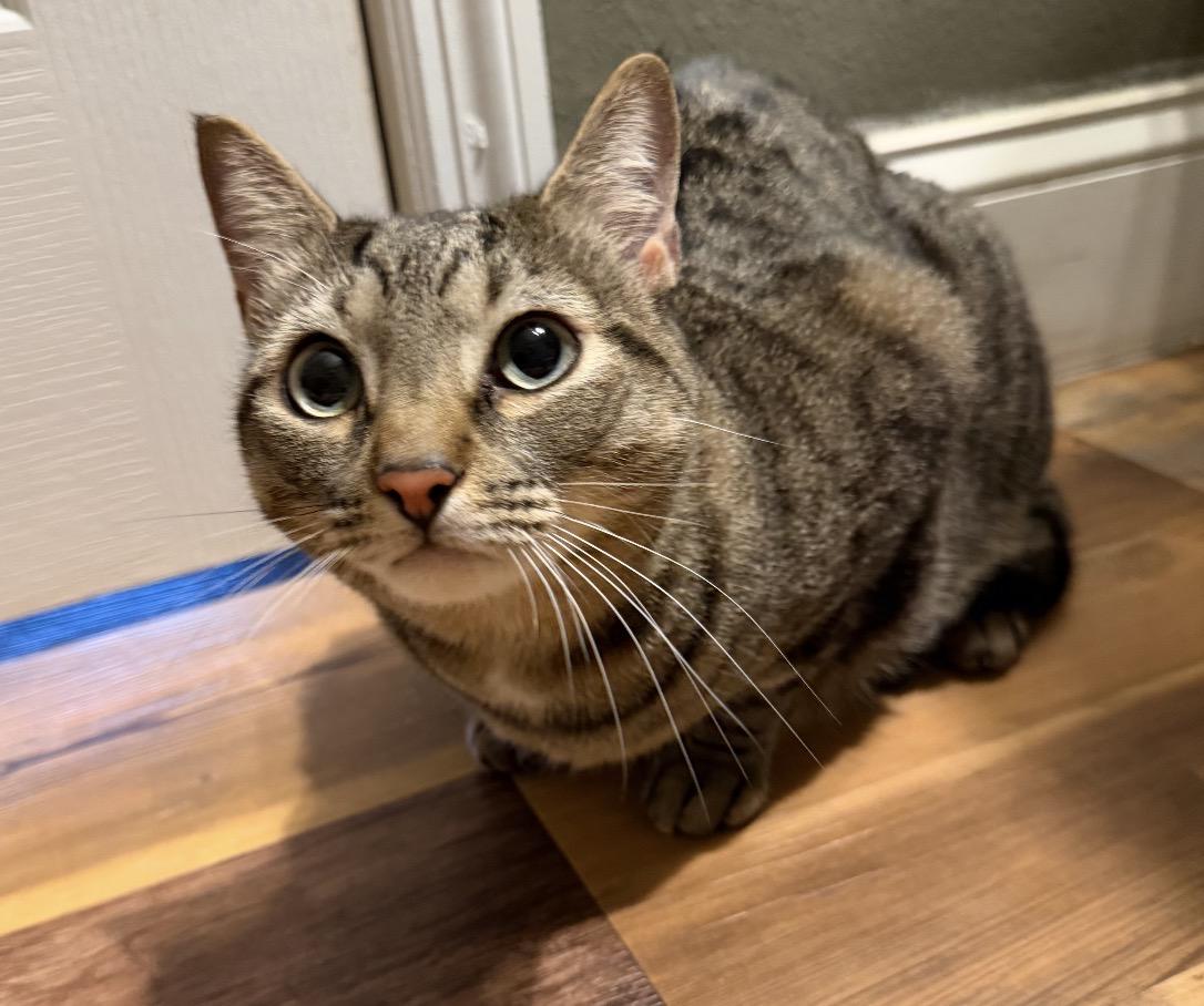 Suki, adopted, Young Female Domestic Short Hair.