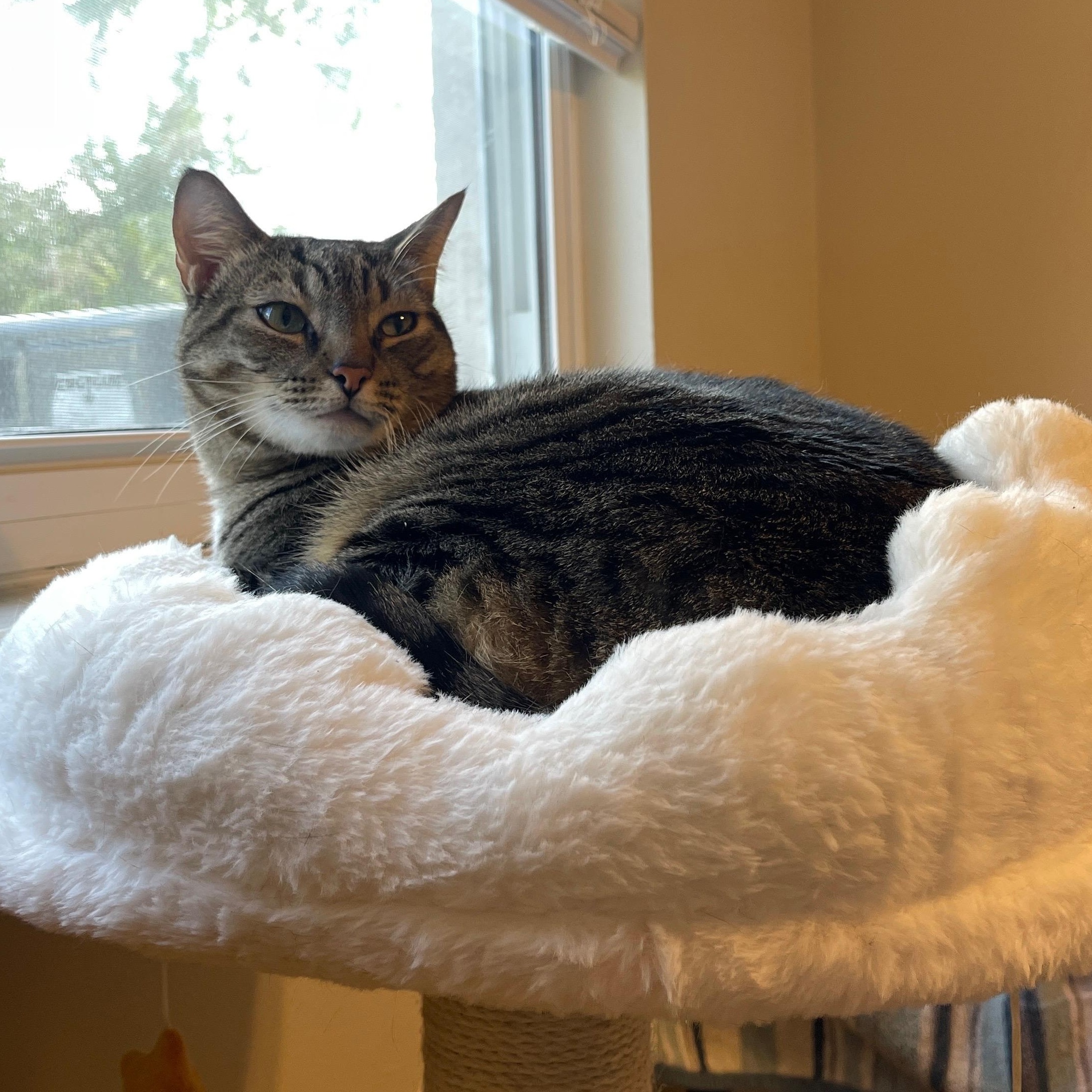Enlarge Suki, an adopted Domestic Short Hair in Tampa, FL image 3/3