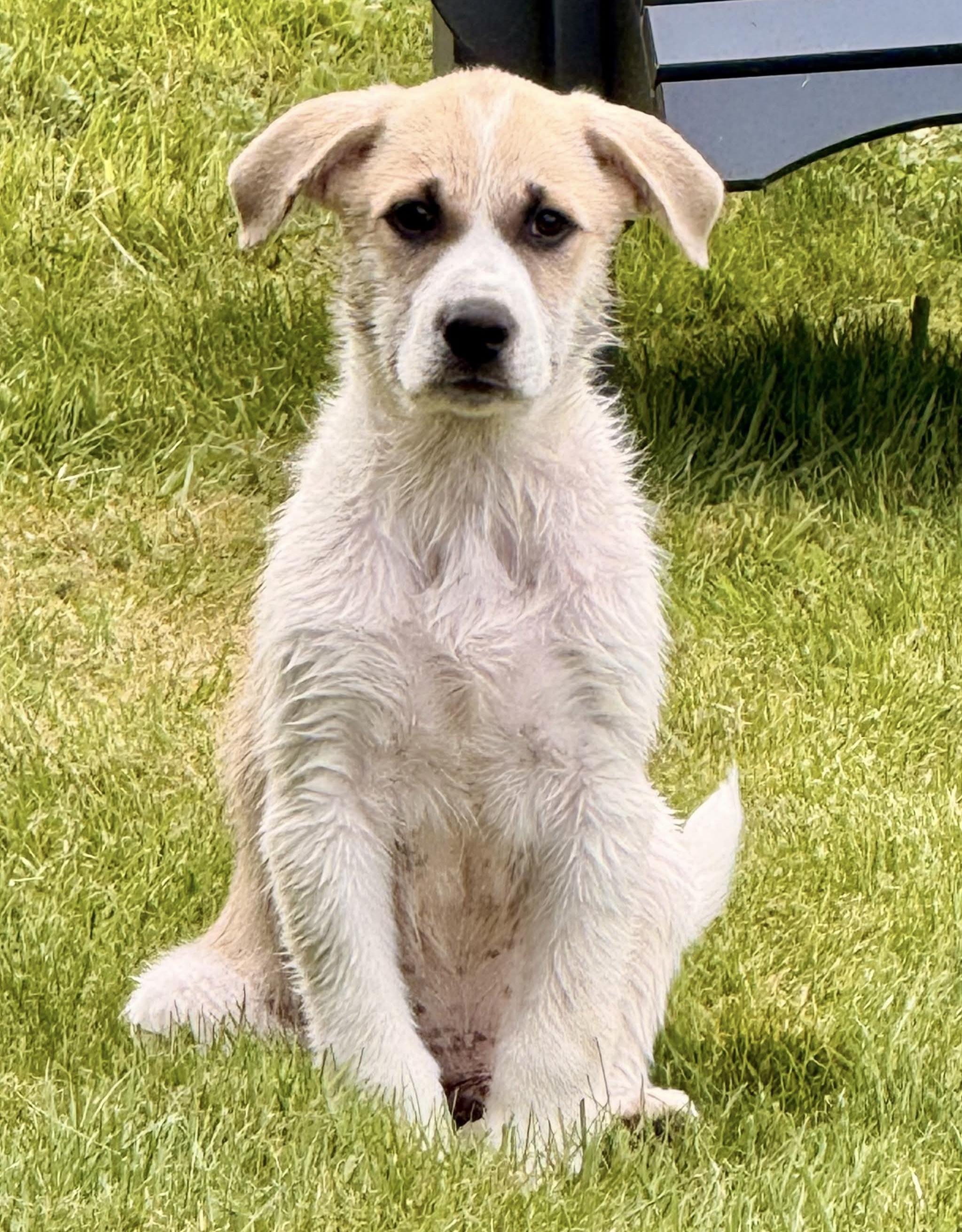 Enlarge Cadbury (Easter litter), a Adoptable mixed breed in Silvana, WA image 2/6