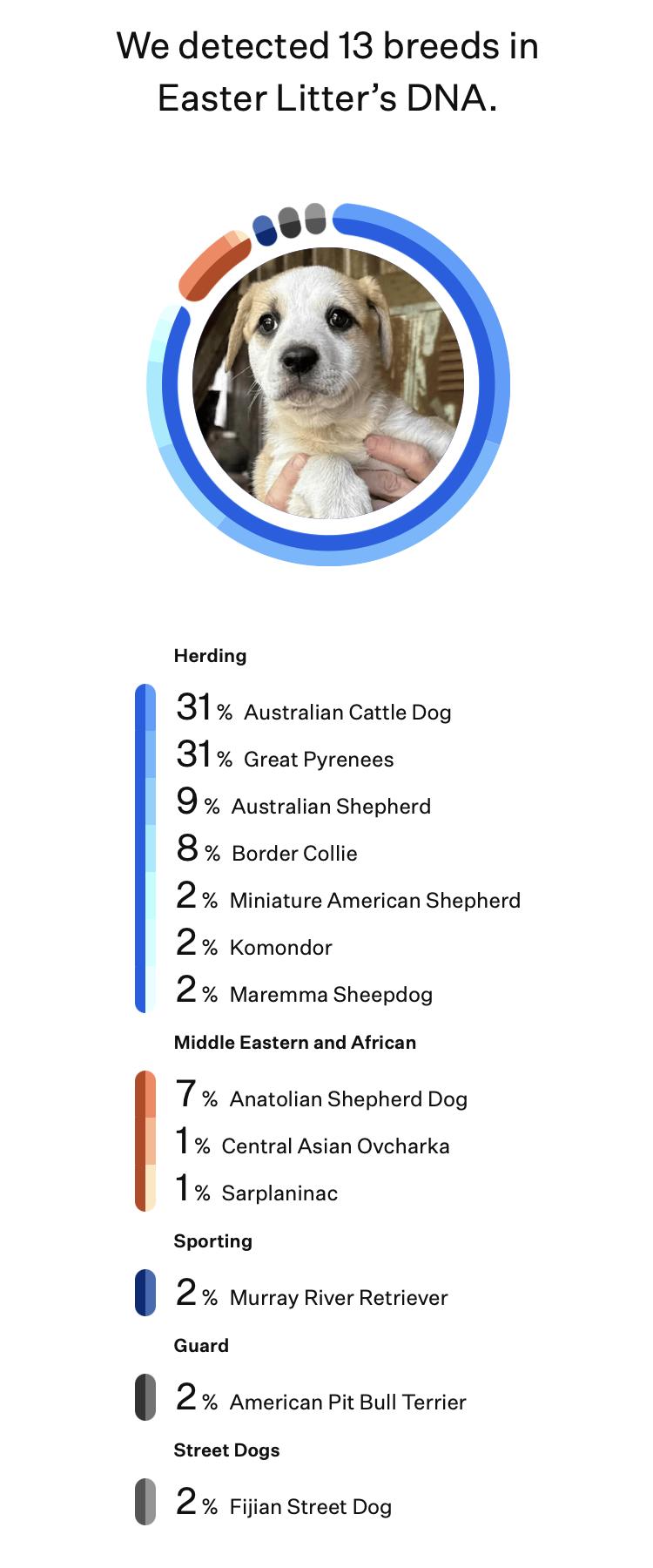 Enlarge Cadbury (Easter litter), a Adoptable mixed breed in Silvana, WA image 5/6