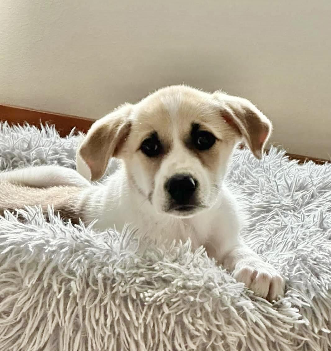 Cadbury (Easter litter), Adoptable, Puppy Male Cattle Dog & Great Pyrenees.