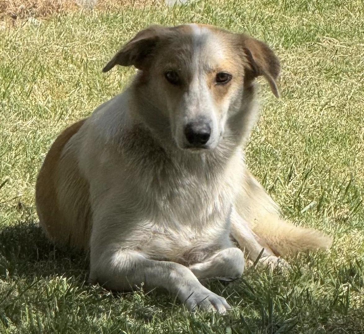 Enlarge Cadbury (Easter litter), a Adoptable mixed breed in Silvana, WA image 6/6