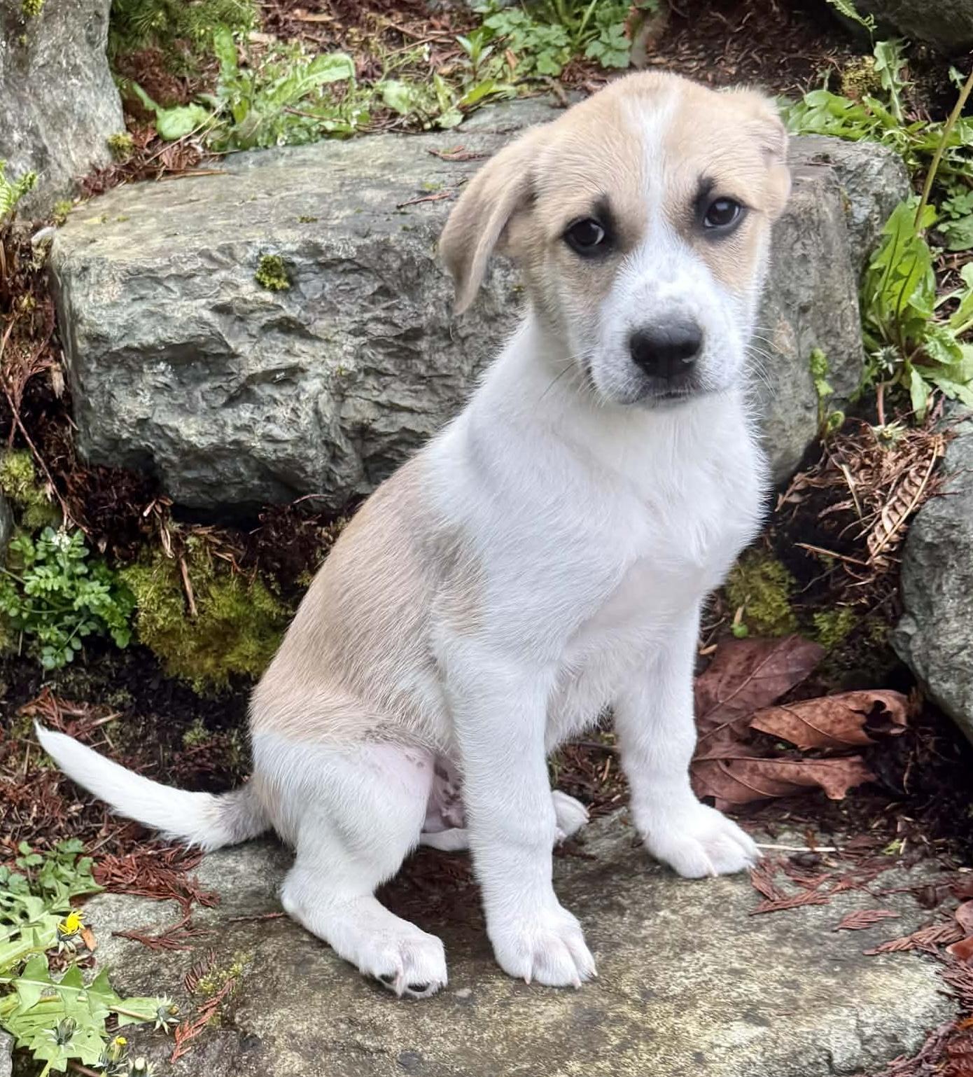 Enlarge Cadbury (Easter litter), a Adoptable mixed breed in Silvana, WA image 3/6