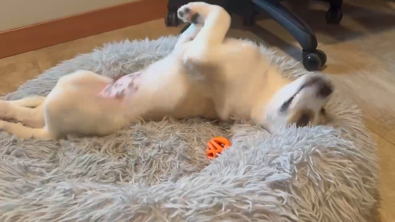 Enlarge Cadbury (Easter litter), a Adoptable mixed breed in Silvana, WA video 4/6