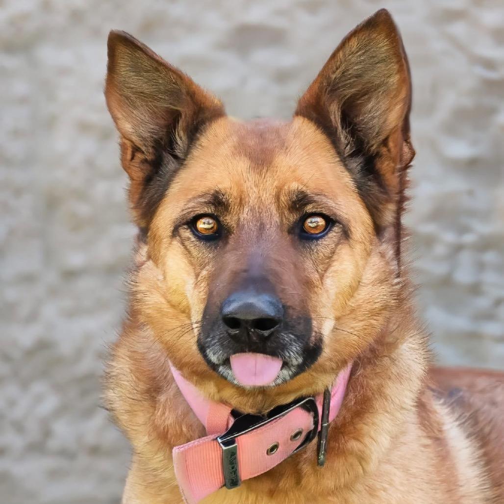 Enlarge Dee Dee, a Adoptable Dutch Shepherd in Belleville, IL image 1/3