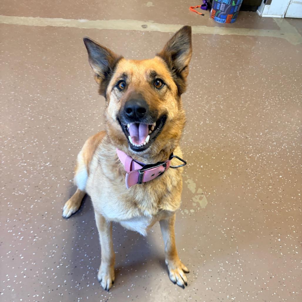 Enlarge Dee Dee, a Adoptable Dutch Shepherd in Belleville, IL image 2/3