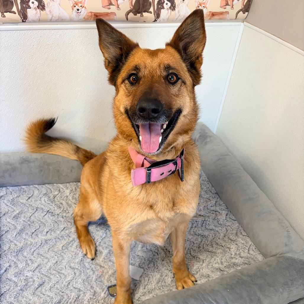 Enlarge Dee Dee, a Adoptable Dutch Shepherd in Belleville, IL image 3/3