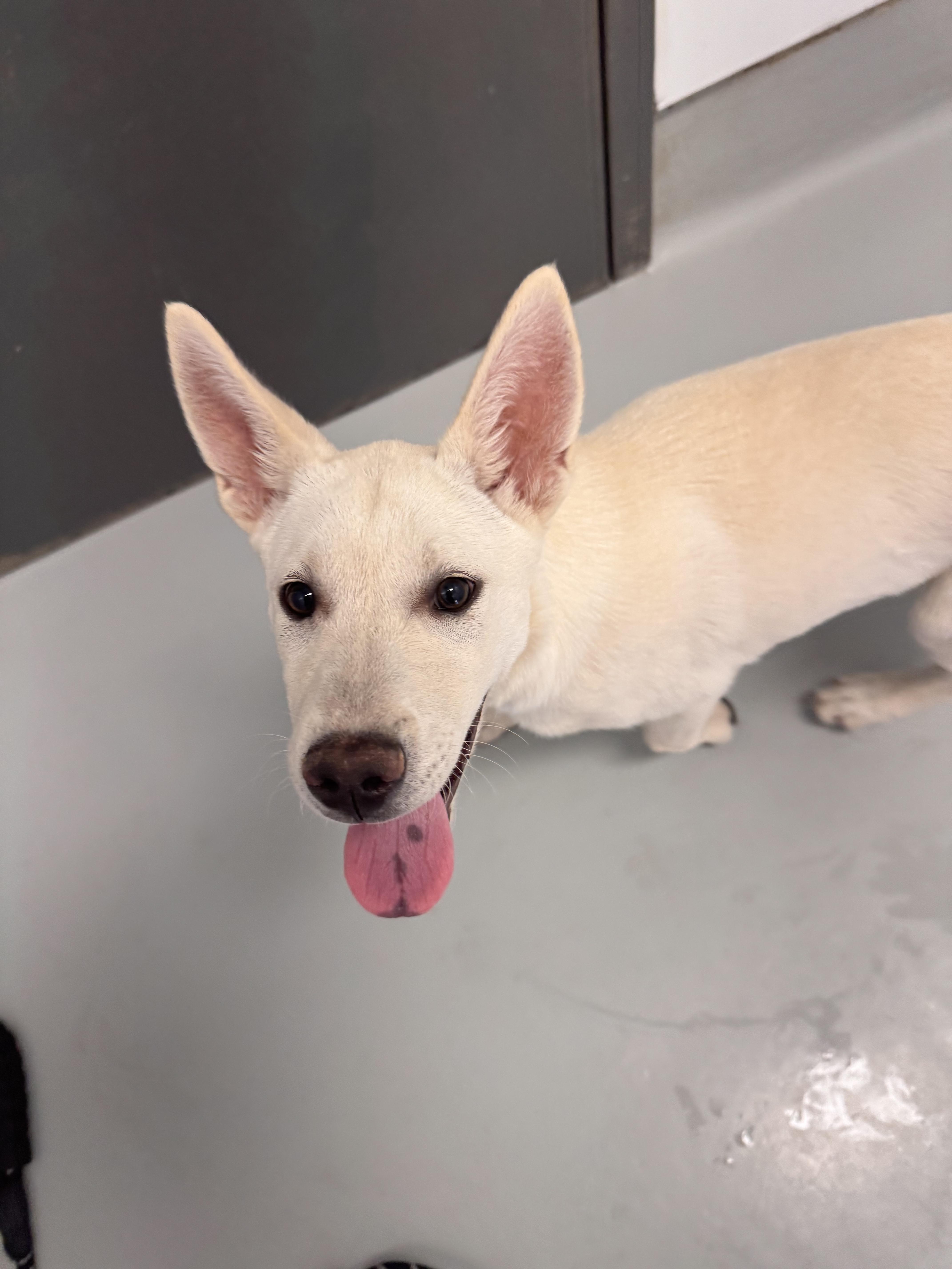 Enlarge Amaya, a Adopted mixed breed in Chico, CA image 1/1
