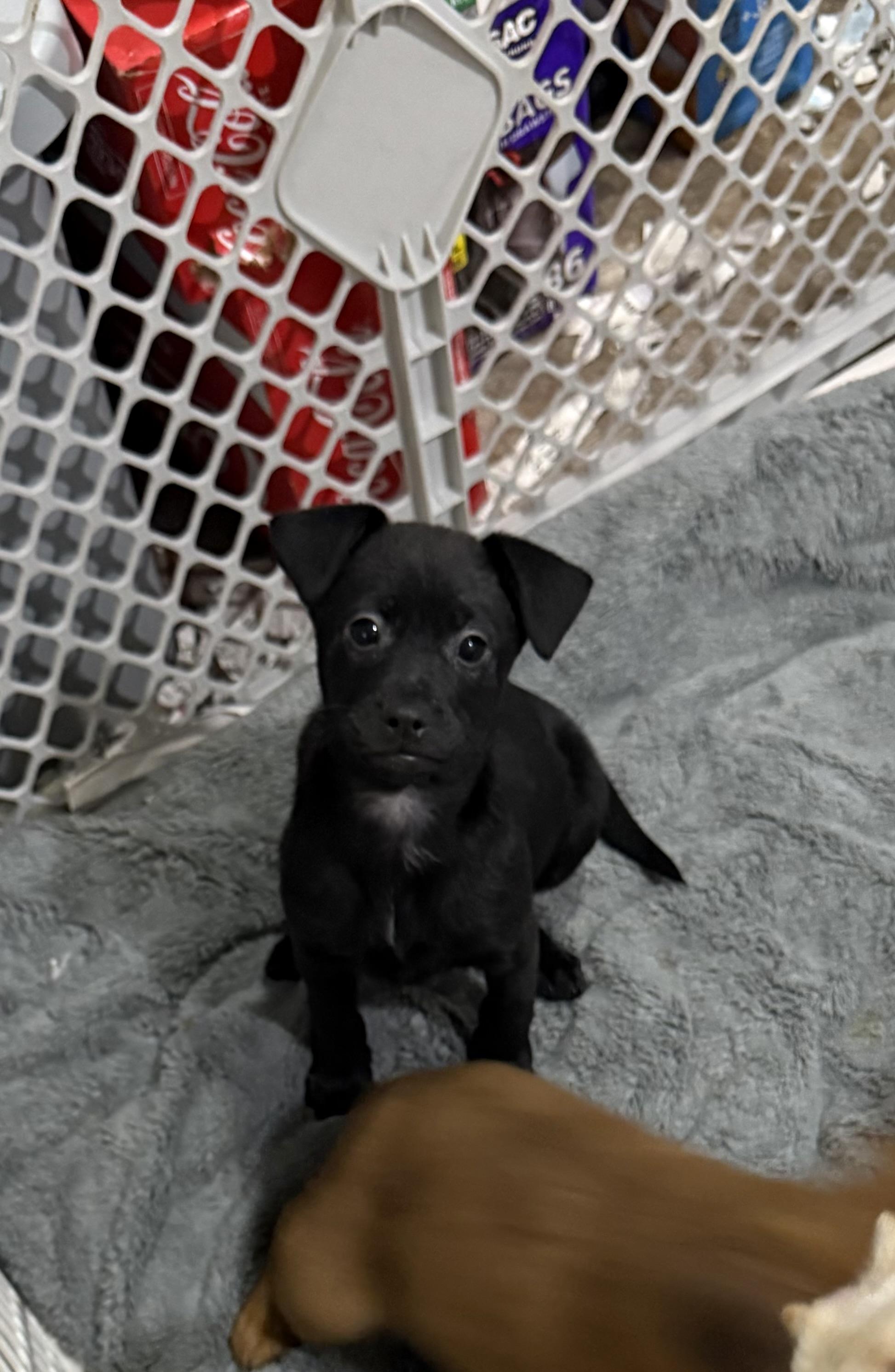 Enlarge Ellie, a Adoptable mixed breed in Kentwood, MI image 2/4