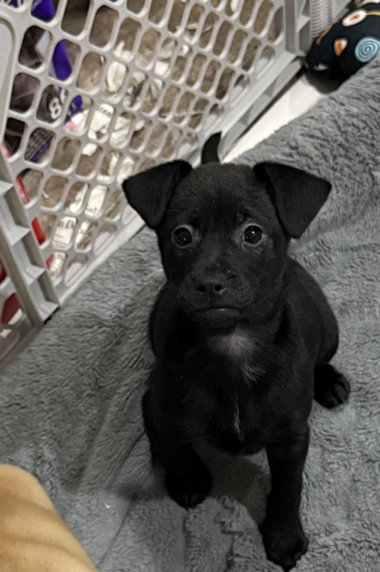 Ellie, Adoptable, Puppy Female Black Labrador Retriever & Labrador Retriever.