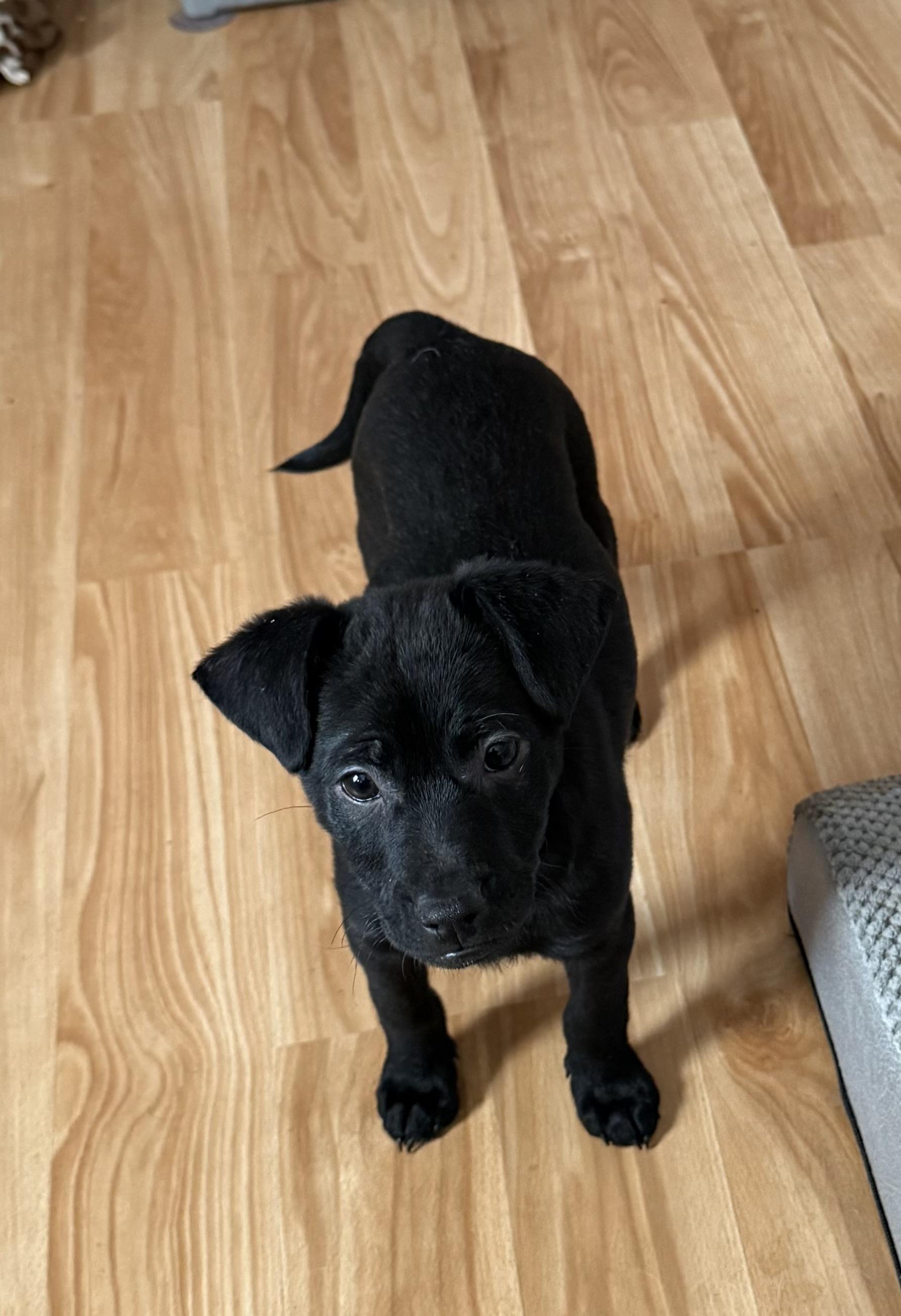 Ellie, Adoptable, Puppy Female Black Labrador Retriever & Labrador Retriever.