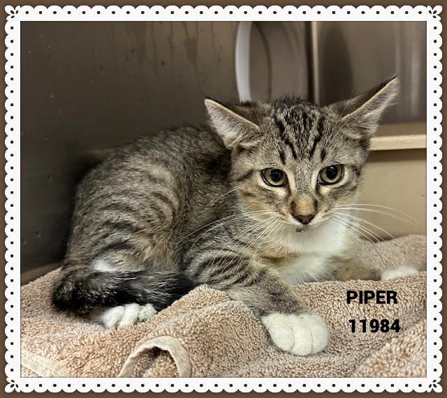 PIPER