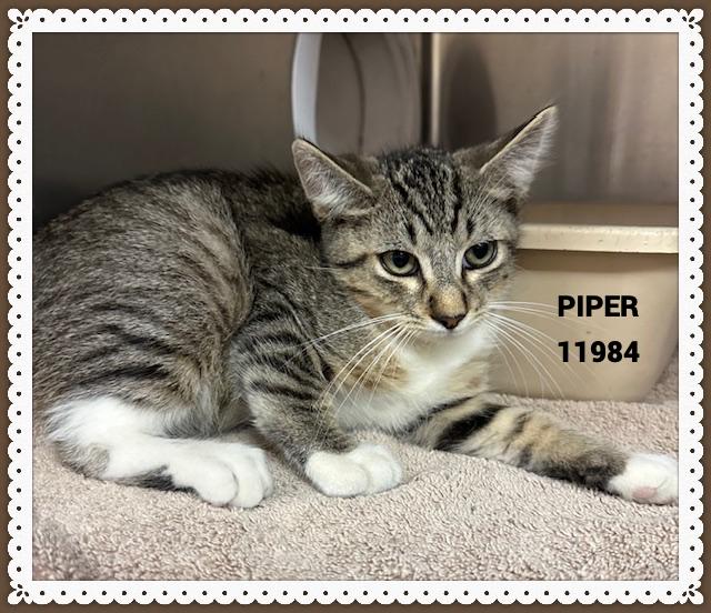 PIPER is an adorable curious and bright eyed kitten at just 12 weeks of age She arrived to the sh