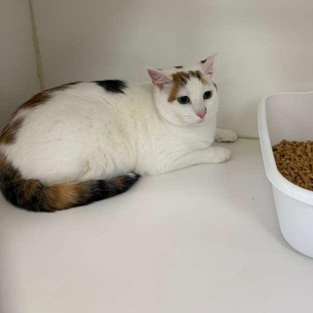 Lucy BONDED W SAMANTHA, Adoptable, Adult Female Domestic Short Hair.