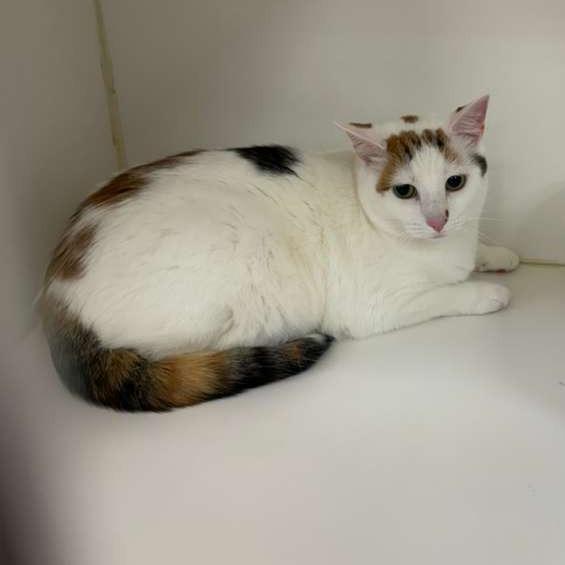 Enlarge Lucy BONDED W SAMANTHA, a Adoptable Domestic Short Hair in Gadsden, AL image 2/3