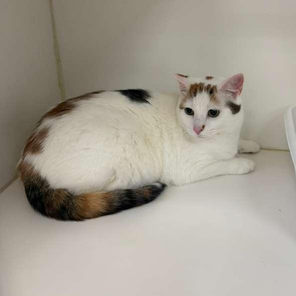 Enlarge Lucy BONDED W SAMANTHA, a Adoptable Domestic Short Hair in Gadsden, AL image 3/3