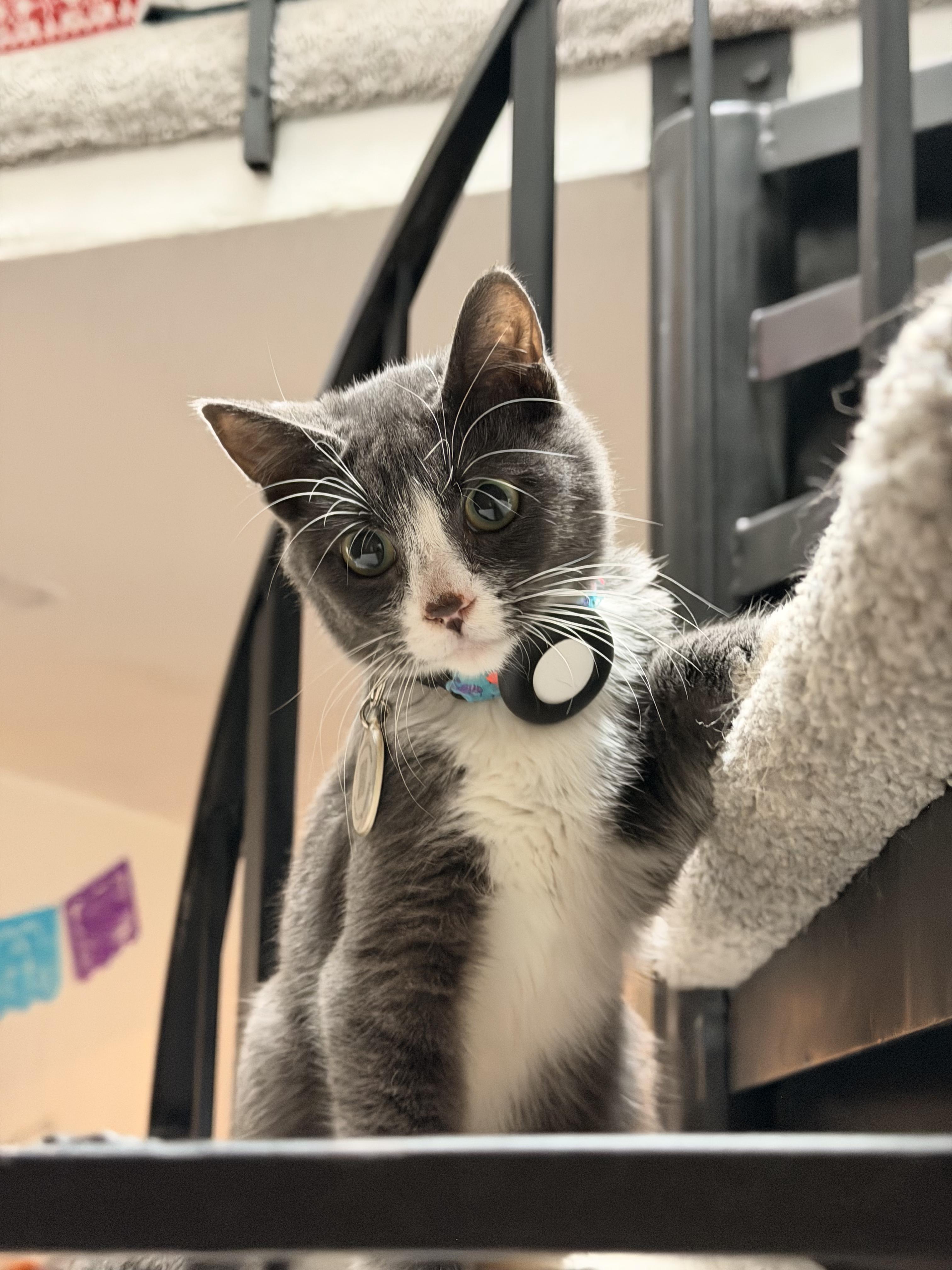 Jerry, a Adoptable Domestic Short Hair in Seattle, WA image 1/4