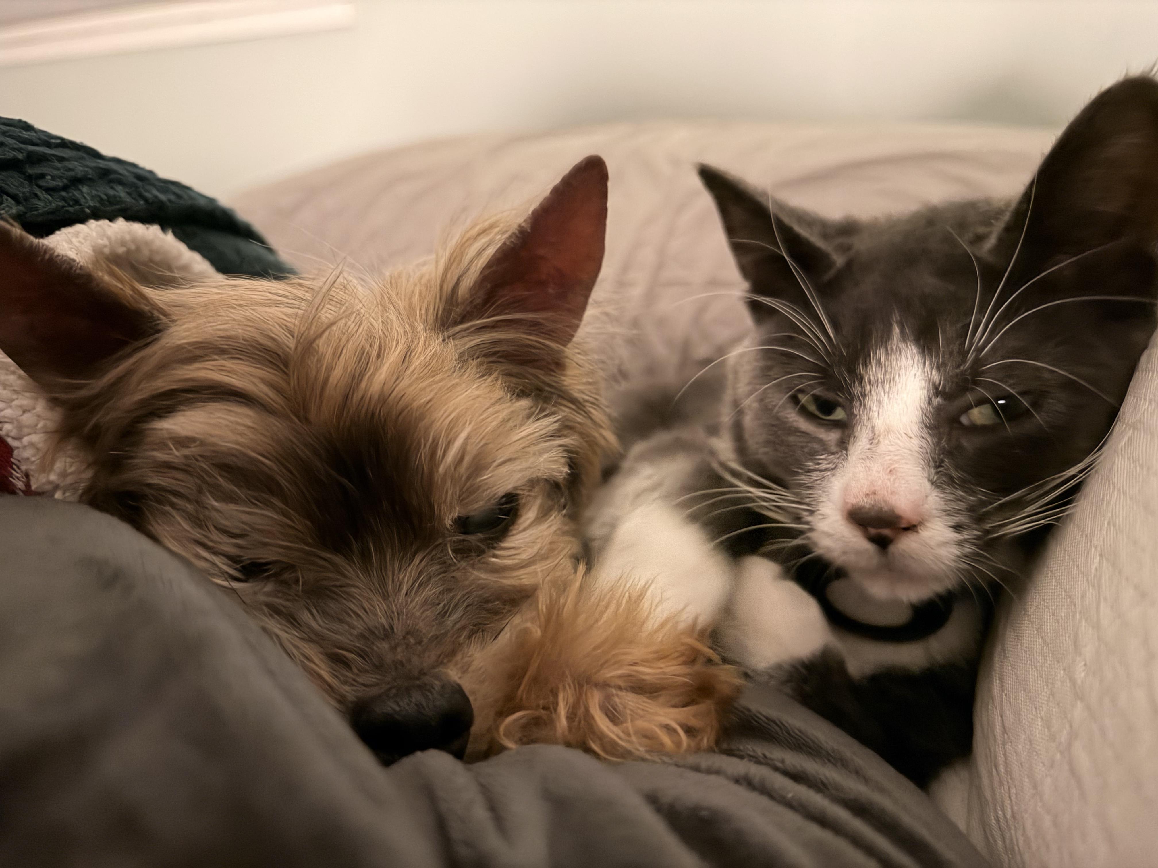 Jerry, a Adoptable Domestic Short Hair in Seattle, WA image 2/4