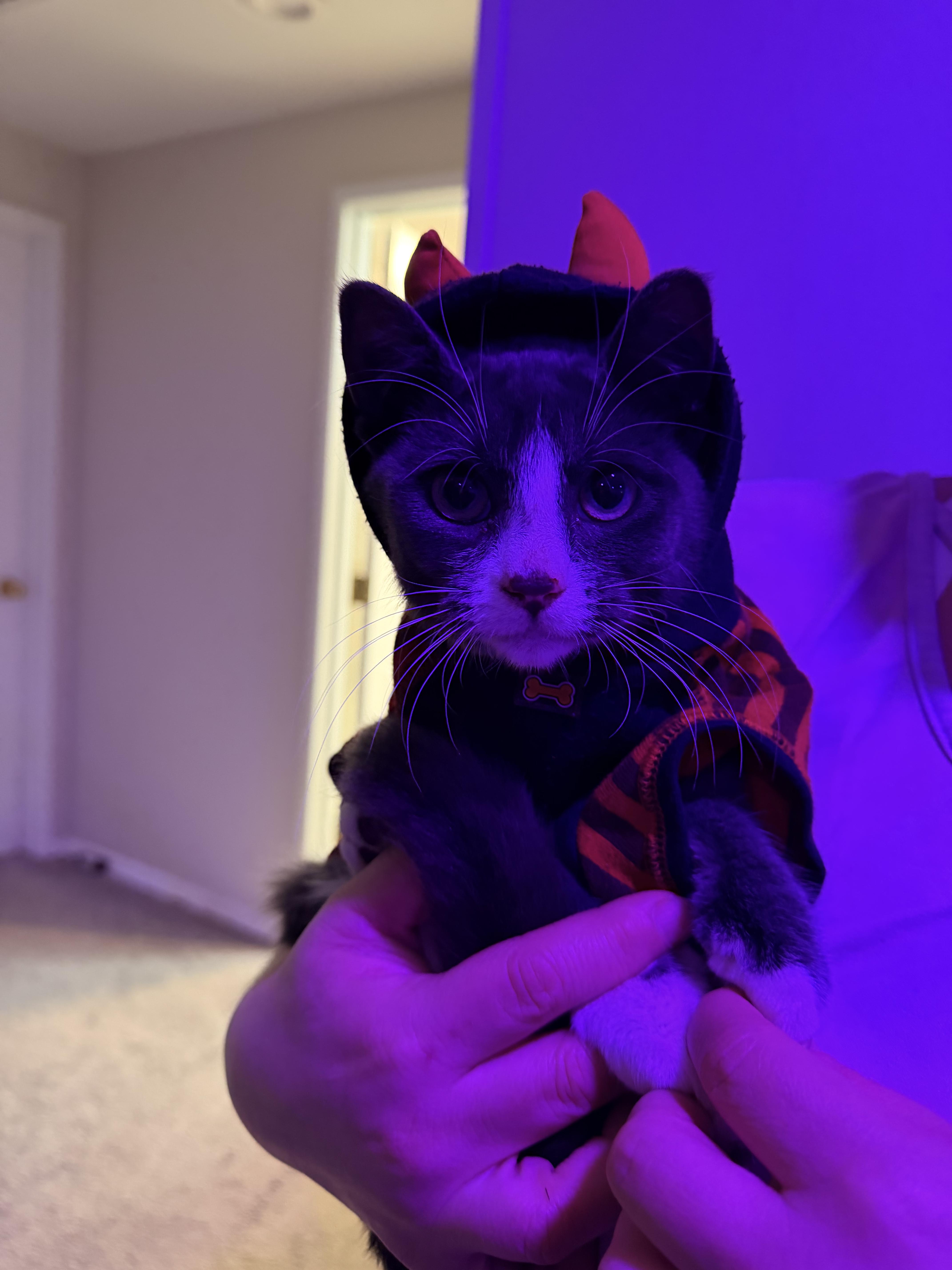 Jerry, a Adoptable Domestic Short Hair in Seattle, WA image 3/4