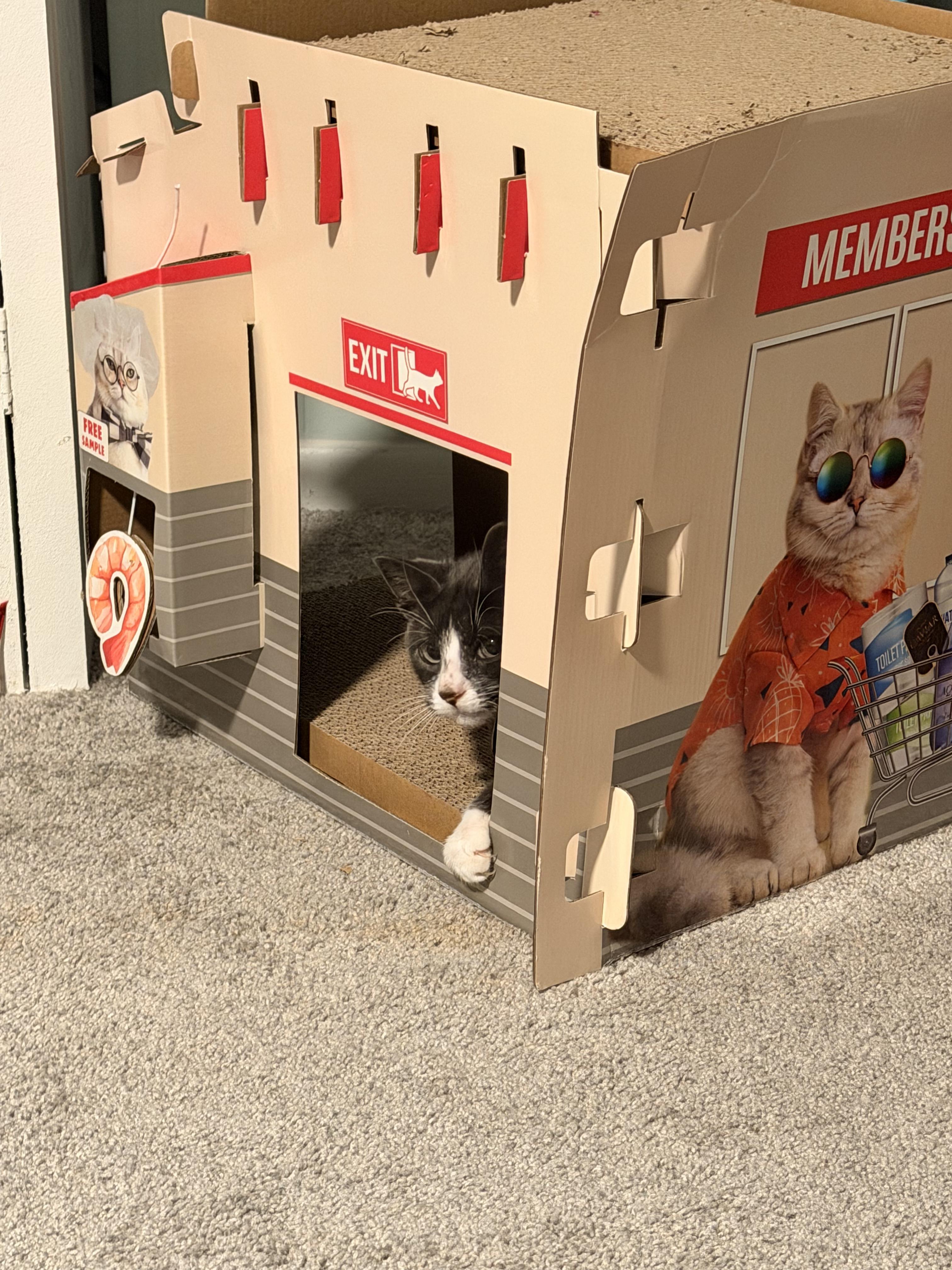 Jerry, a Adoptable Domestic Short Hair in Seattle, WA image 4/4