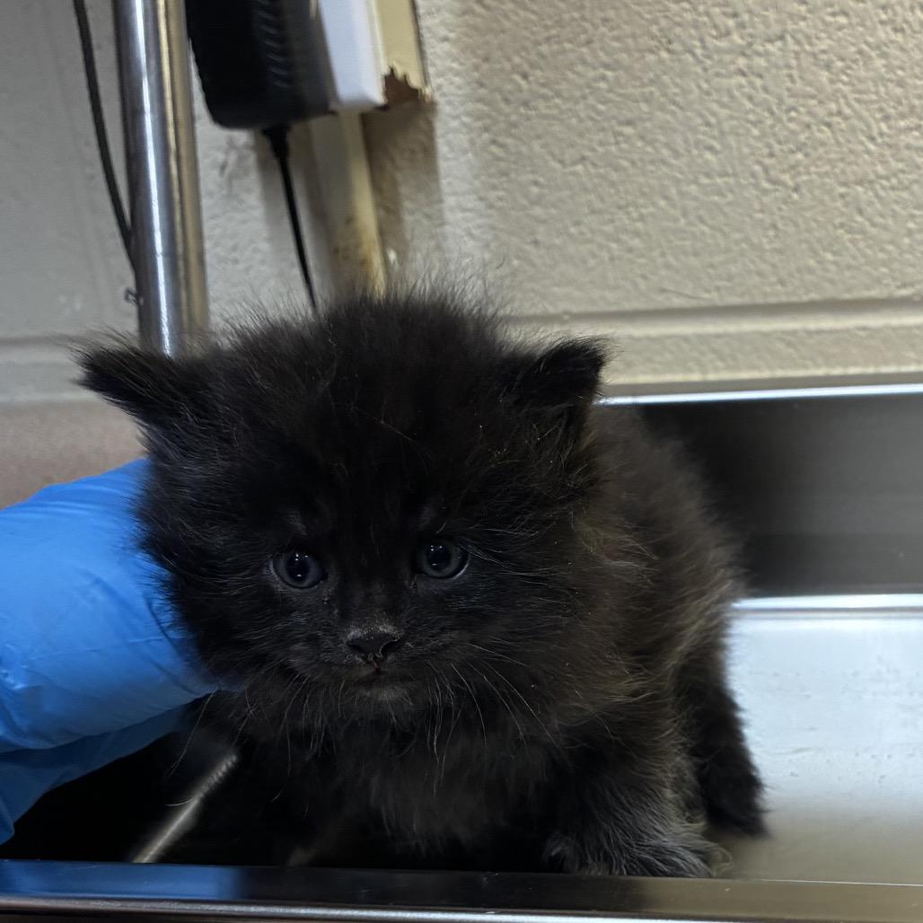 Enlarge Tuffnut, a Adoptable Domestic Long Hair in Danville, KY image 2/2