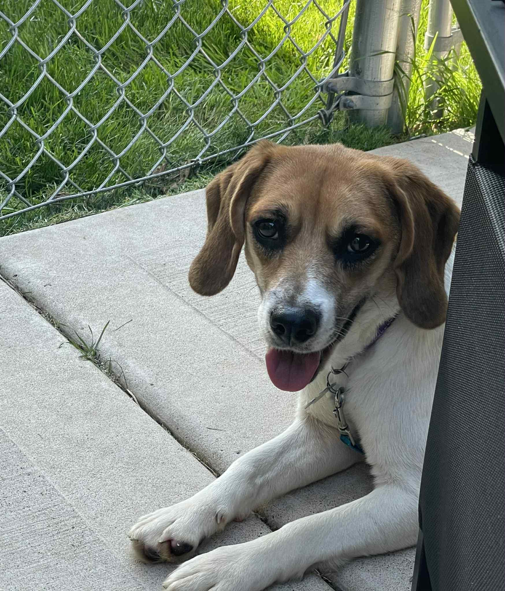 Laila, a Adoptable mixed breed in Wheaton, IL image 2/6