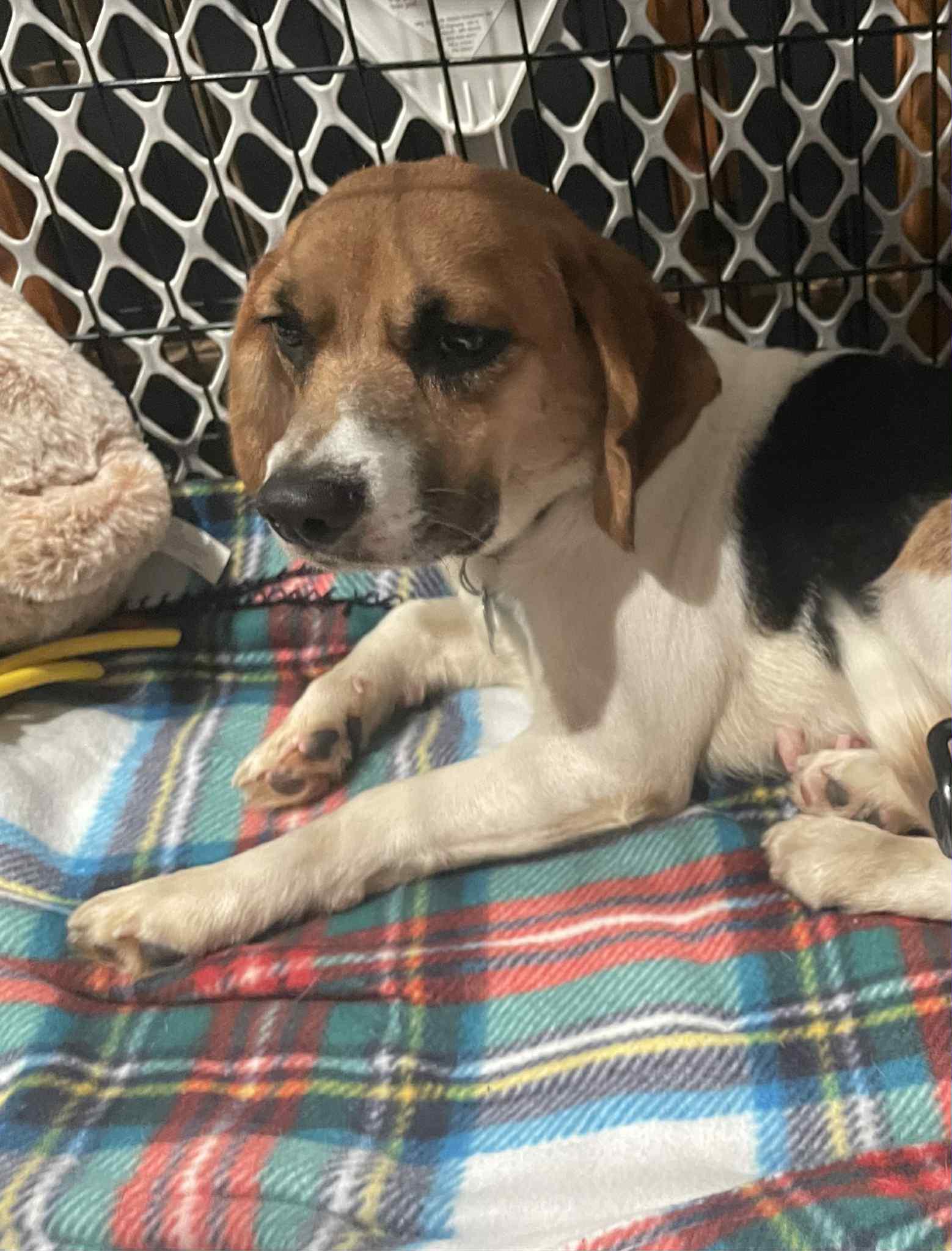 Laila, a Adoptable mixed breed in Wheaton, IL image 5/6