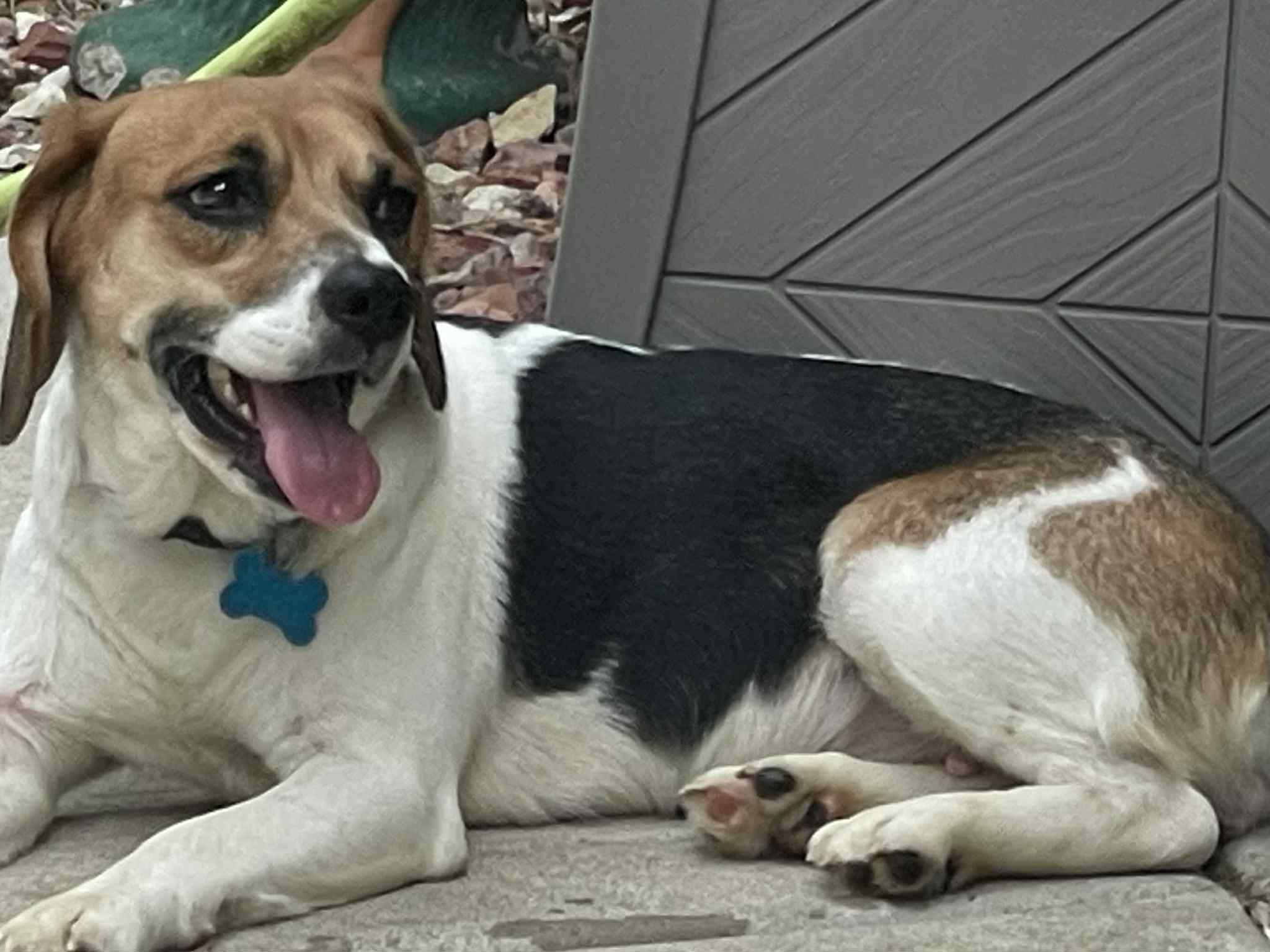 Laila, a Adoptable mixed breed in Wheaton, IL image 4/6