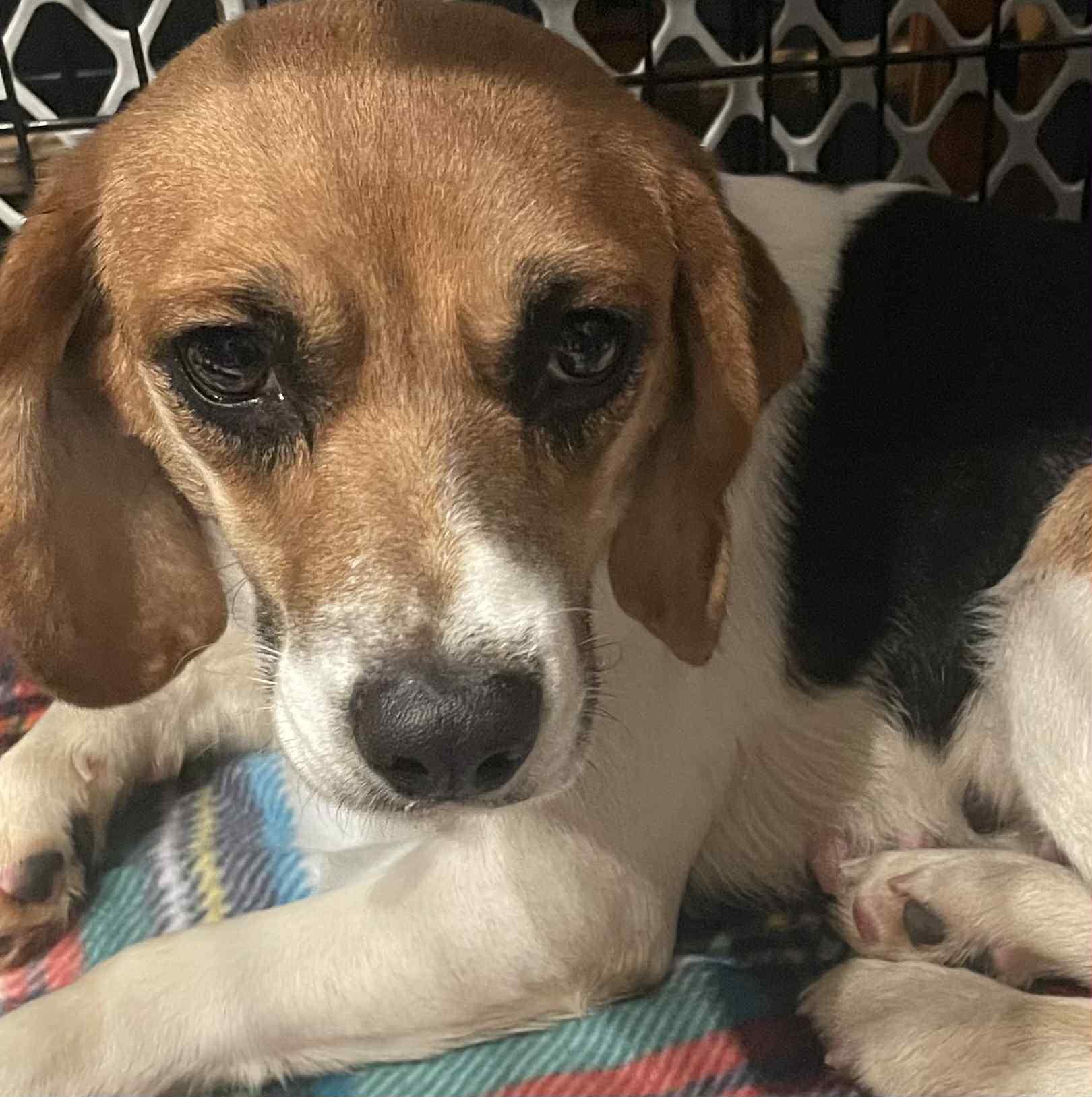 Laila