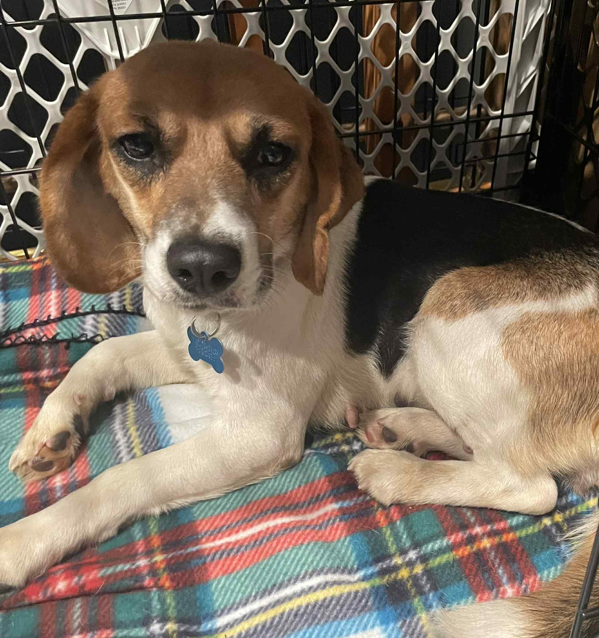Laila, Adoptable, Adult Female Beagle.