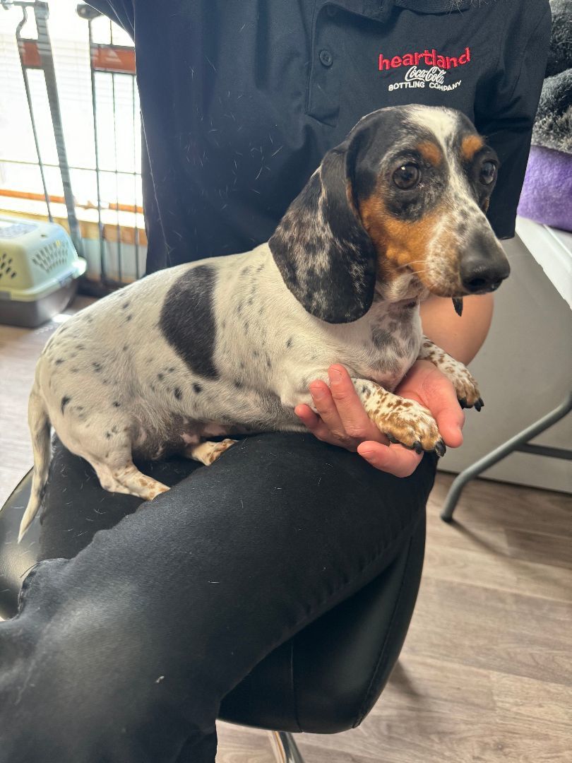 Enlarge Pixie, a Adopted Miniature Dachshund in Hoisington, KS image 1/3